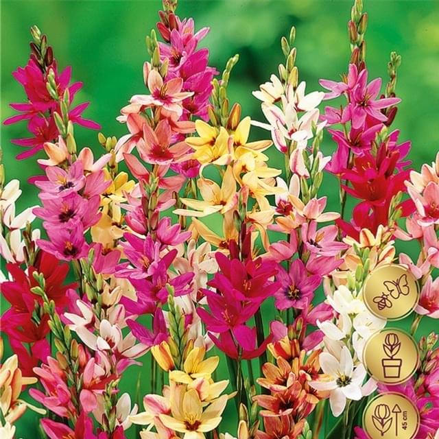 Ixia