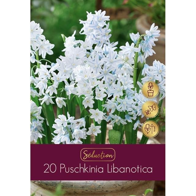 PUSCHKINIA LIBANOTICA - filet