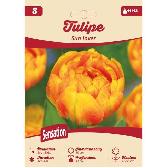Tulipe Sun Lover - filet