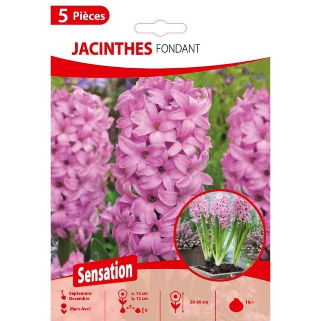 Jacinthe Fondant - filet