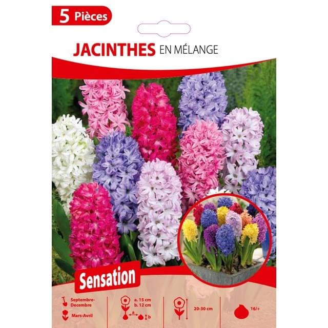 Jacinthe en mélange - filet