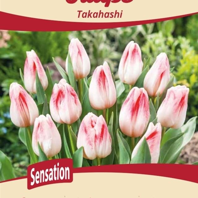 Tulipe Takahashi