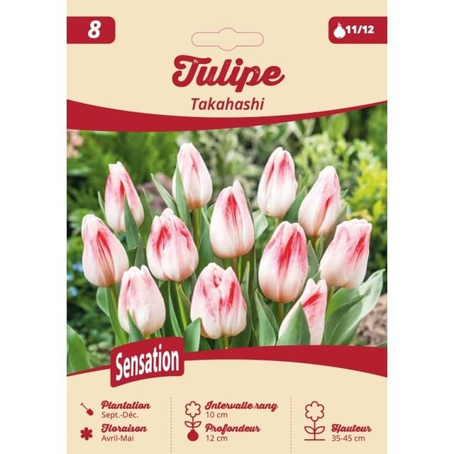 Tulipe Takahashi - filet