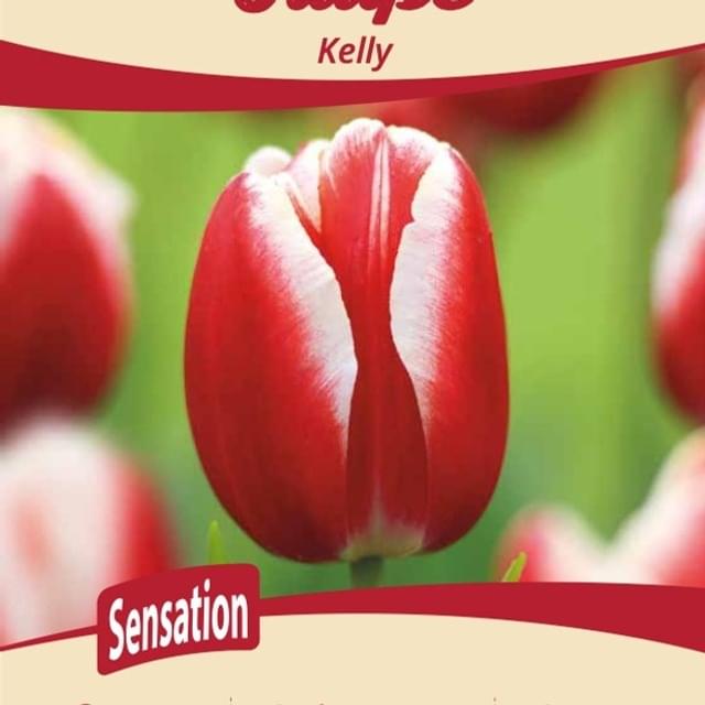 Tulipe Kelly