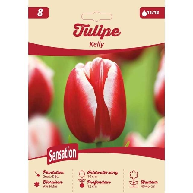 Tulipe Kelly - filet