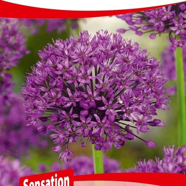 Allium Purple Sensation
