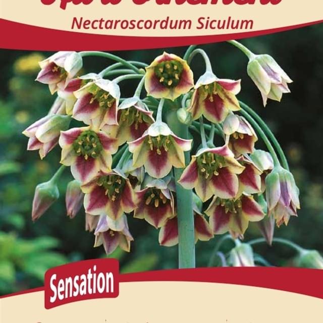 Nectaroscordum Siculum