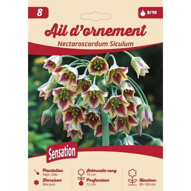 Nectaroscordum Siculum - filet