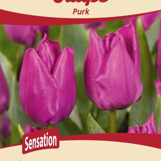 Tulipe Purk