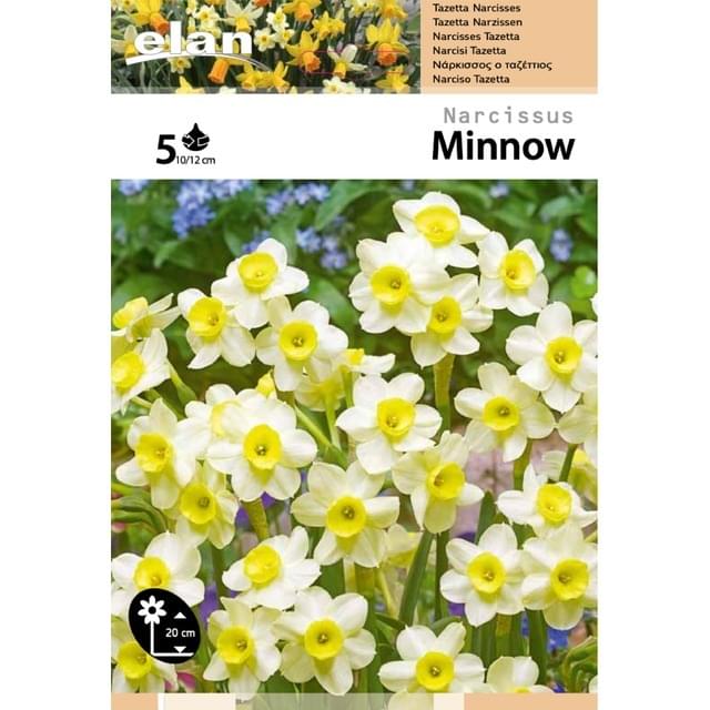 Narcisse Minnov - filet