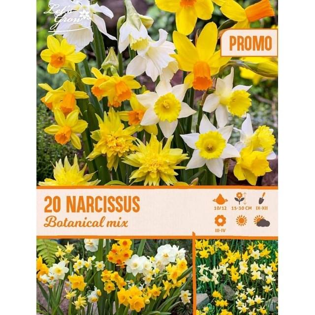 Narcisses Botanical mélange - filet