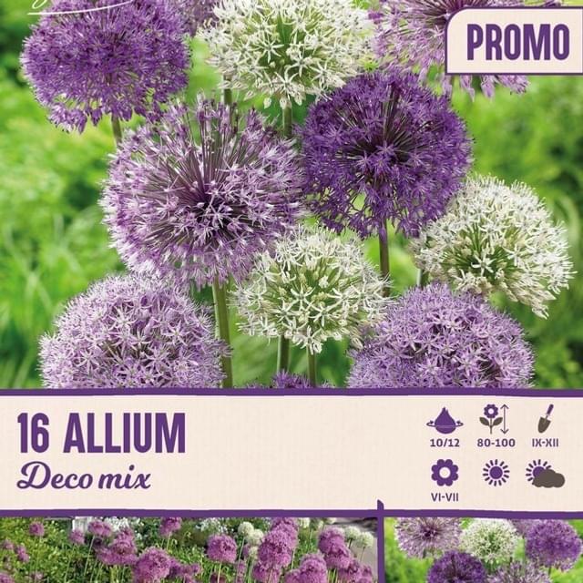 Allium déco mélange