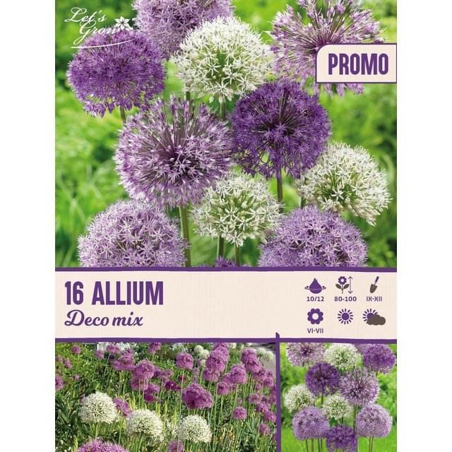 Allium déco mélange - filet