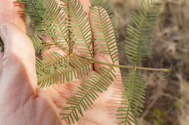 Acacia deanei, mimosa de Deane : feuilles
