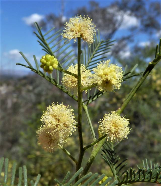 Acacia deanei : fleurs