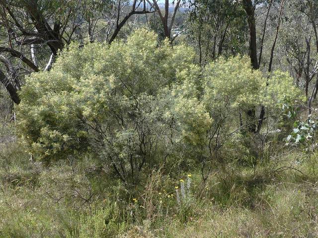 Acacia deanei dans son milieu naturel