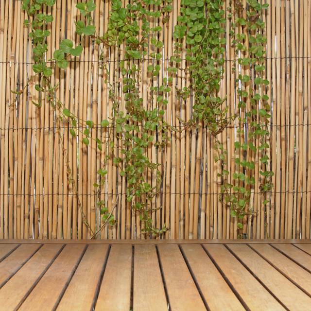 Ecran de canisse avec végétation en limite de terrasse