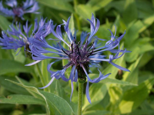 Centaurea montana