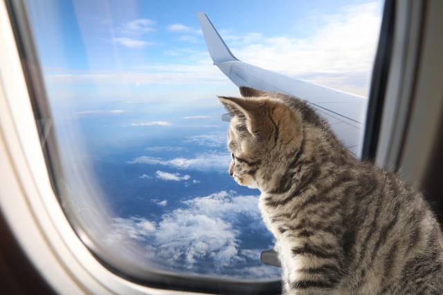 Chaton regardant par le hublot d'un avion