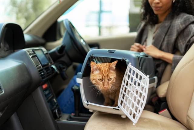 Chat dans sa caisse de transport