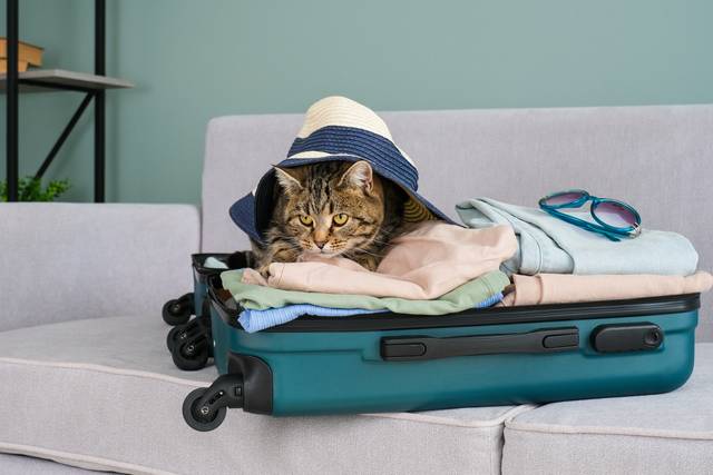 Chat prêt à partir en voyage !