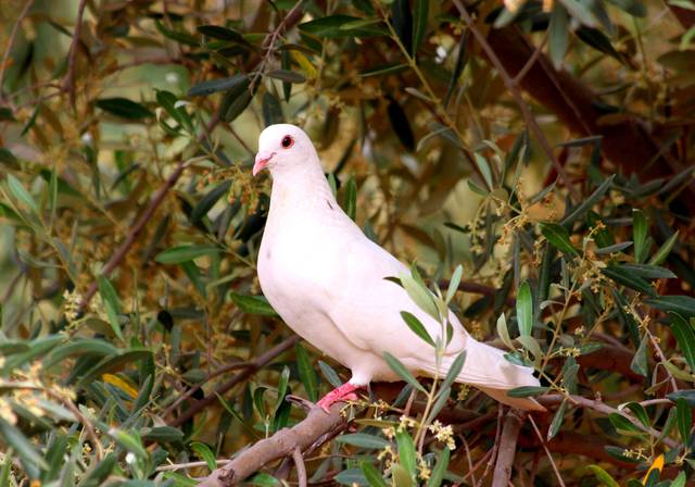 Colombe blanche, tourterelle domestique