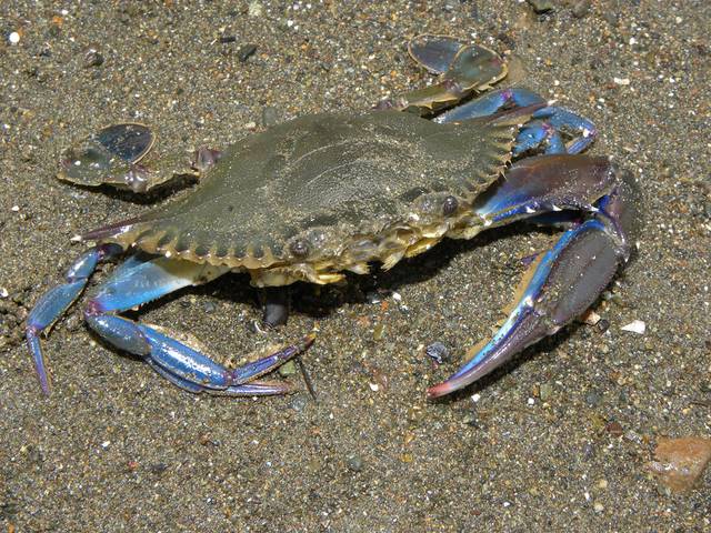 Crabe bleu, Callinectes sapidus