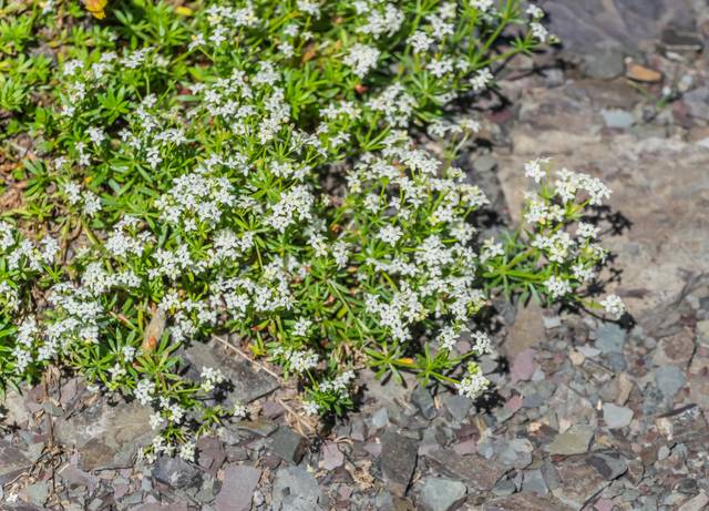 Tapis d'Aspérule odorante (Galium odoratum, ex. Asperula odorata)