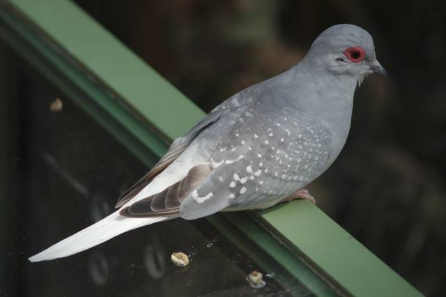 Geopelia cueata, colombe diamant
