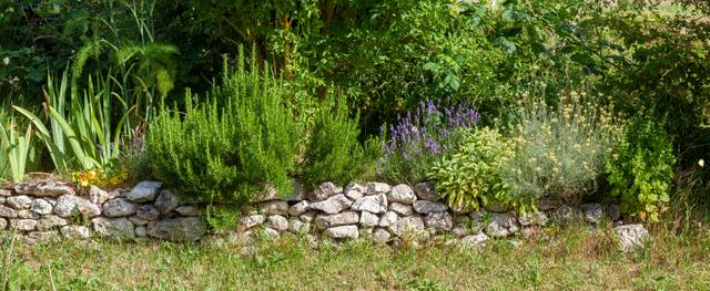 Bordure de plantes médicinales et aromatiques sur muret de pierres