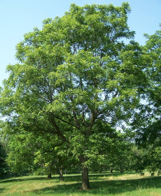 Noyer (Juglans major)