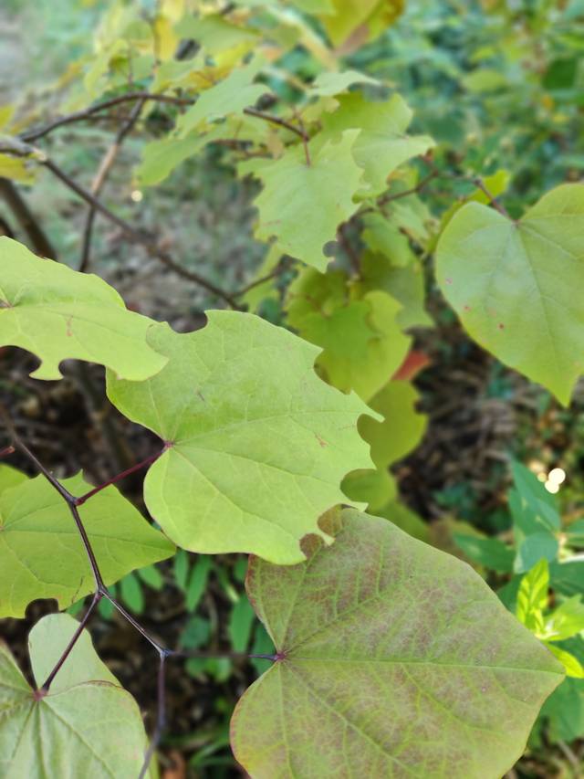 Feuilles découpées par les otiorhynques sur un jeune gainier du Canada (Cercis canadensis)