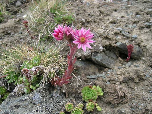 Joubarbe des montagnes (Sempervivum montanum) 