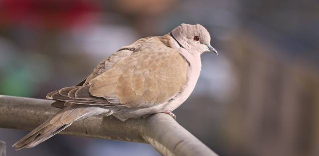 Streptopelia decaocto, colombe turque, tourterelle turque