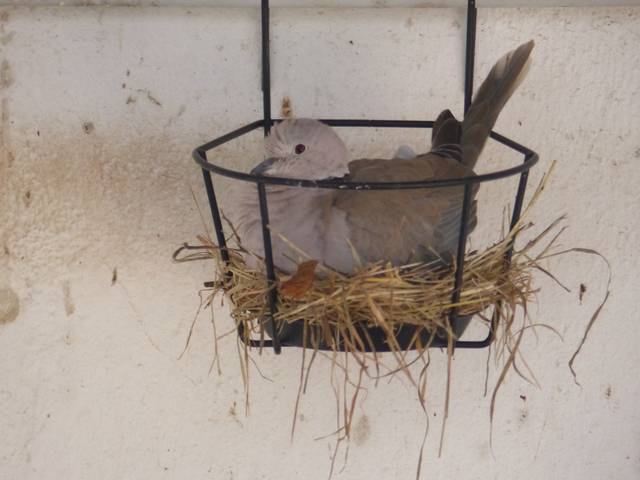 Streptopelia risoria, colombe rieuse ou tourterelle rieuse