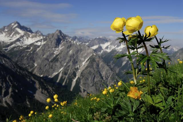 Trolle d'Europe (Trollius europaeus)