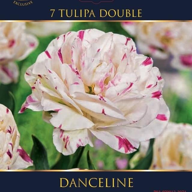 Tulipe Danceline