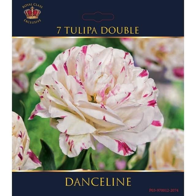 Tulipe Danceline - filet