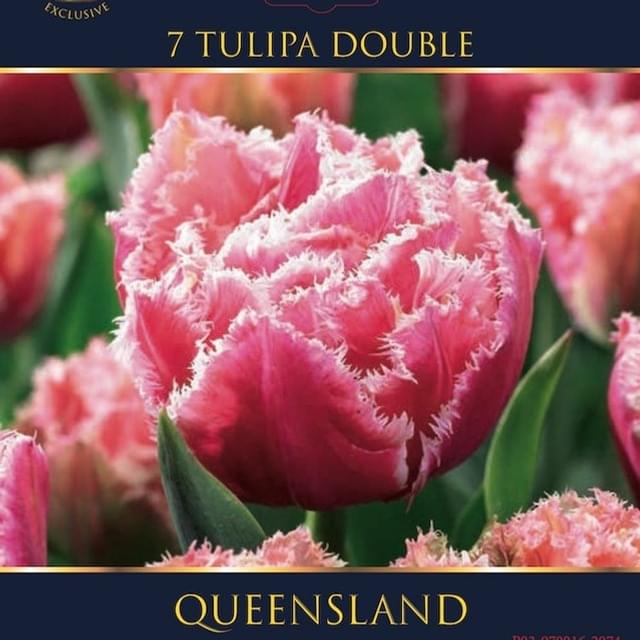 Tulipe Queensland