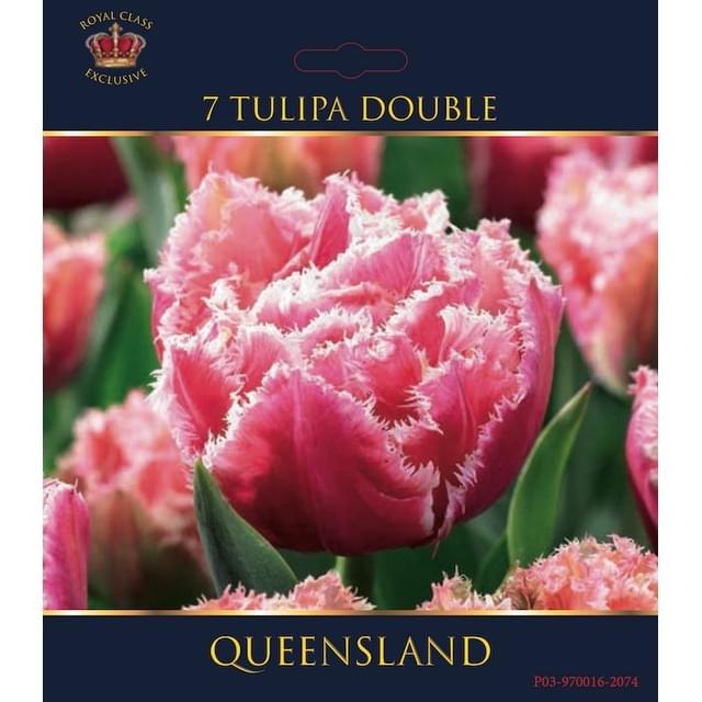 Tulipe Queensland - filet