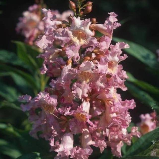 Chitalpa tashkentensis SUMMER BELLS® 'Minsum' (Hortival Diffusion)