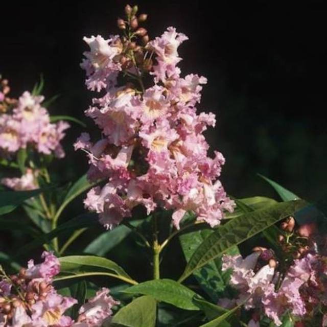 Chitalpa tashkentensis SUMMER BELLS® 'Minsum' (Hortival Diffusion)
