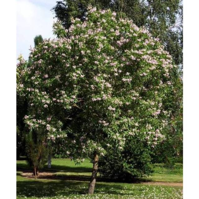 Chitalpa tashkentensis SUMMER BELLS® 'Minsum' (Hortival Diffusion)