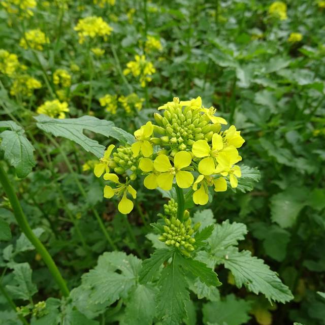 Moutarde - engrais vert (carlosfx / pixabay.com)