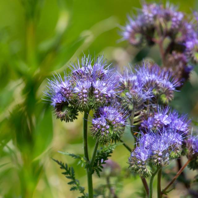 Phacélie - engrais vert (Kev / pixabay.com)