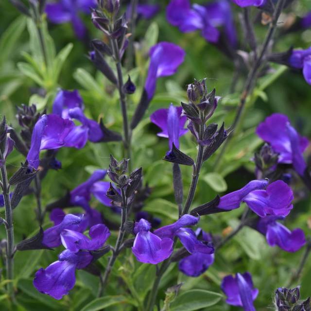 Sauge arbustive 'Mirage Bleu'  (Salvia gregii) (Ball Seed)
