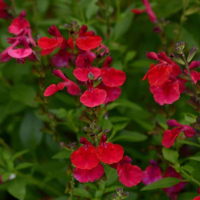 Sauge arbustive 'Mirage Cherry Red' (Salvia gregii) (Ball Seed)