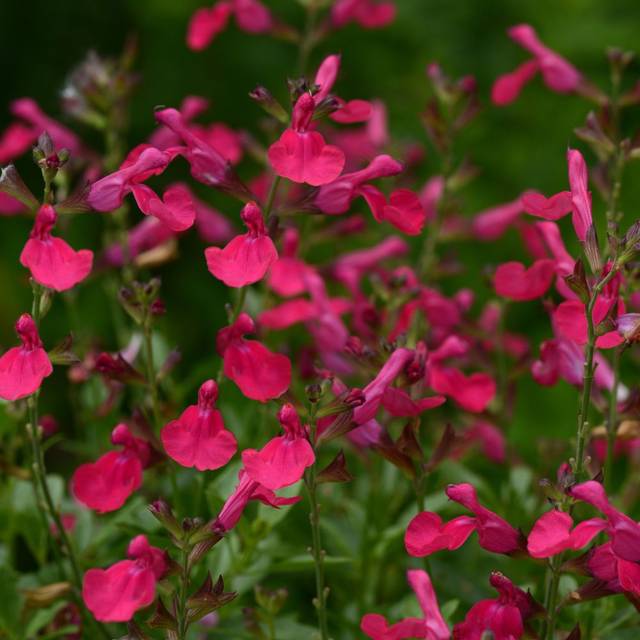 Sauge arbustive 'Mirage Hot Pink' (Salvia gregii) (Ball Seed)