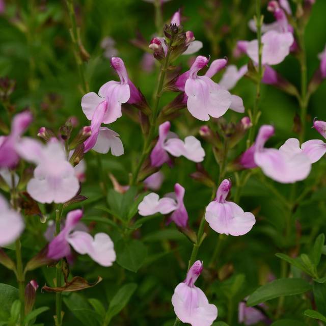 Sauge arbustive 'Mirage Soft Pink' (Salvia gregii) (Ball Seed)