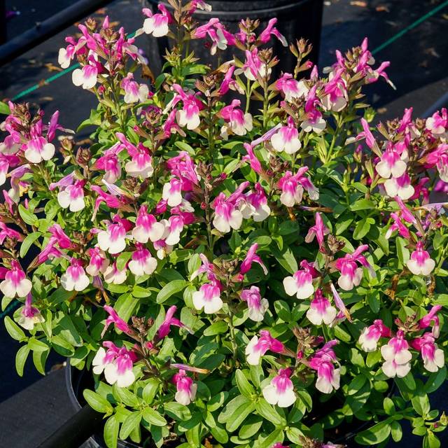 Sauge arbustive 'Mirage Rose Bicolore' (Salvia gregii) (Ball Seed)